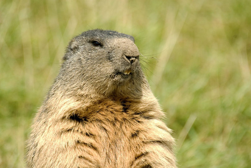 Ficha Técnica da Marmota: Peso, Altura, Tamanho e Imagens