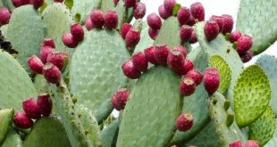 Frutas de Cactos comestíveis