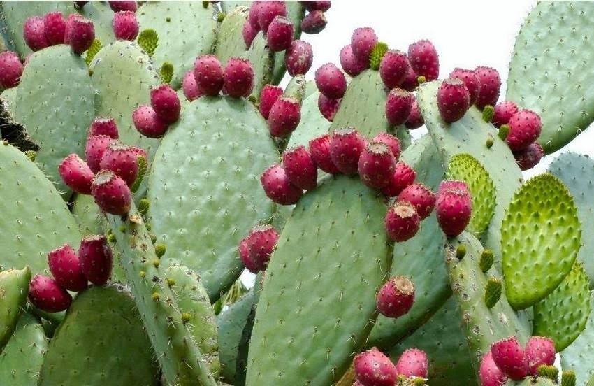 Frutas de Cactos comestíveis