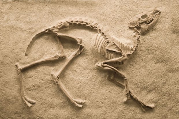 Fóssil de Dinossauro 