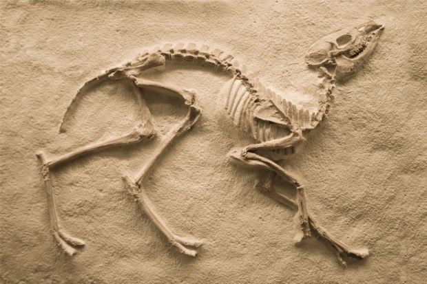 Fóssil de Dinossauro