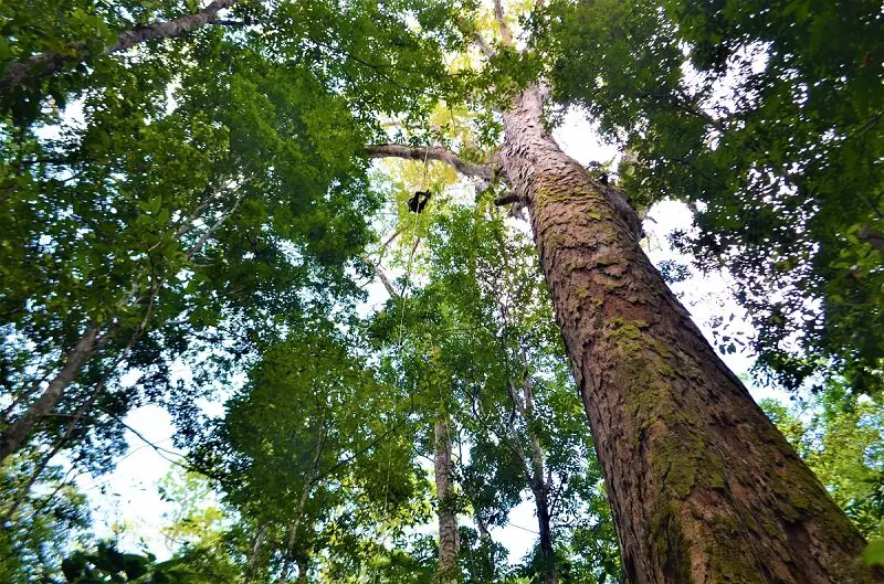 Galhos e tronco de árvore mais alta da Amazônia