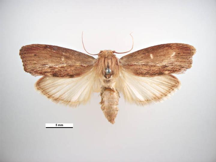 Galleria Mellonella