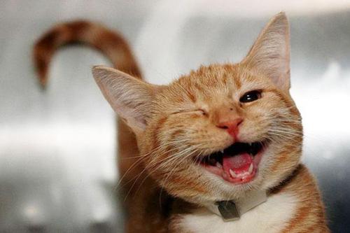 Gato Alegre