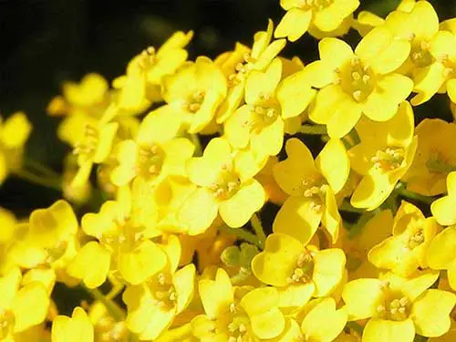 Gerânio Amarelo: Como Cultivar, Características e Fotos | Mundo Ecologia