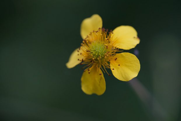 Geum Japonicum