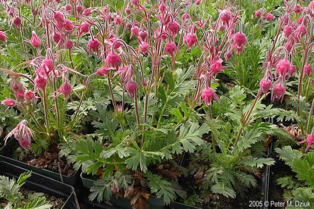 Geum Triflorum