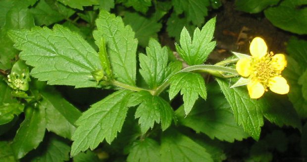 Geum x Catlingii