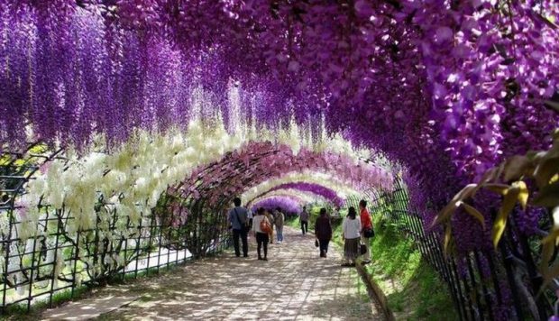 Glicínia em um Túnel de Flor 