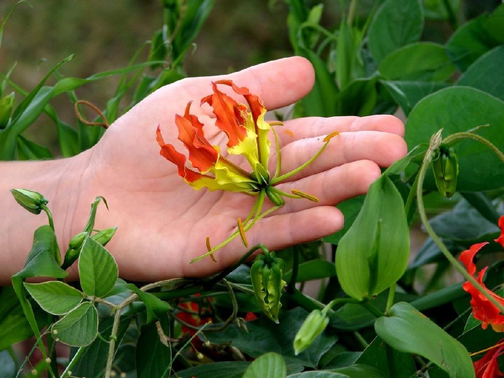 Gloriosa