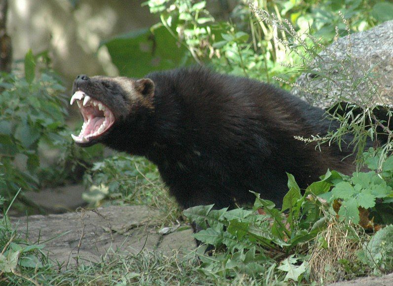 Glutão Mostrando os Dentes