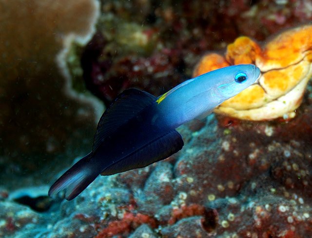 Goby