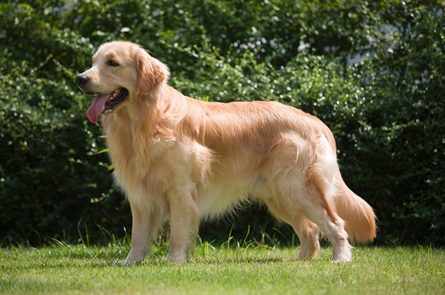 Golden Retriever