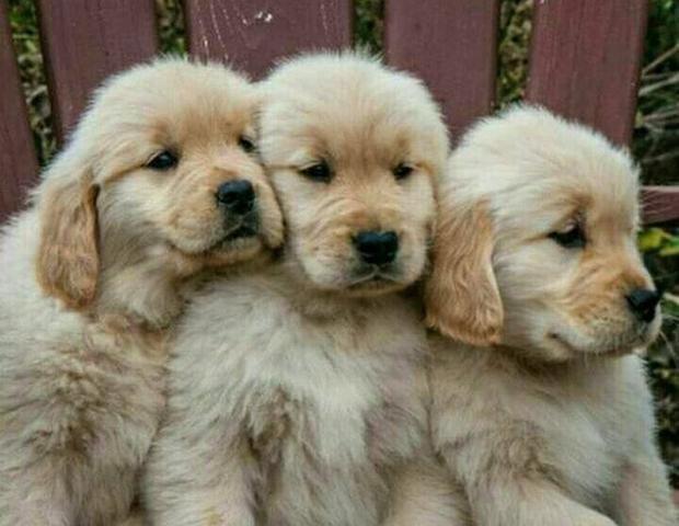 Golden Retriever Filhotes