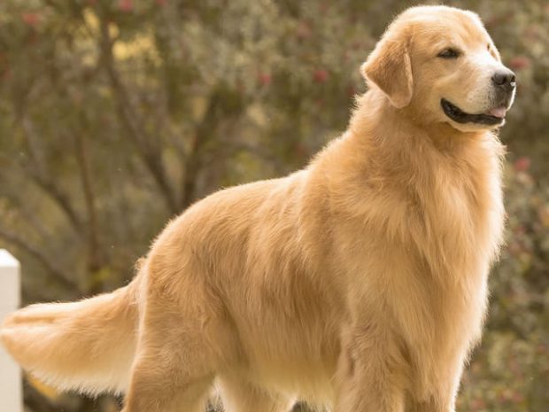 Golden Retriever de Perfil 