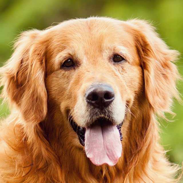 Golden Retrievers