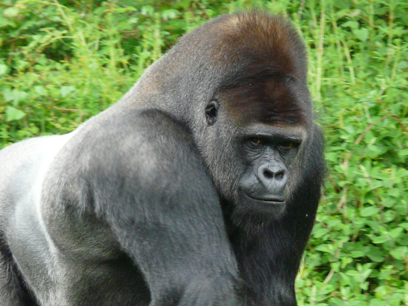 Gorilla Diehli