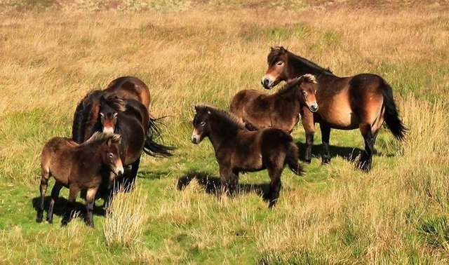 Grupo de Exmoor Pony