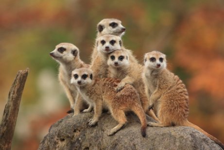 Grupo de Suricatos em Cima de uma Pedra 