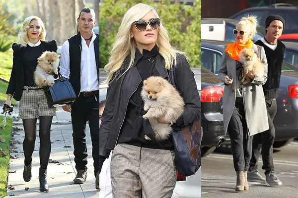Gwen Stefani Com Seu Cachorro Winstton 