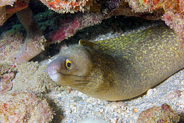 Gymnothorax Vicinus No Fundo do Mar 