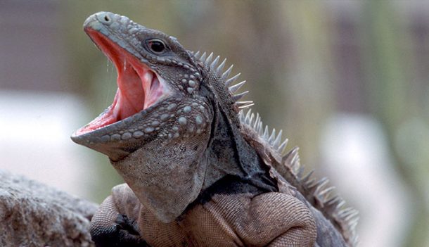 Iguana-do-Caribe: Características, Nome Científico e Fotos
