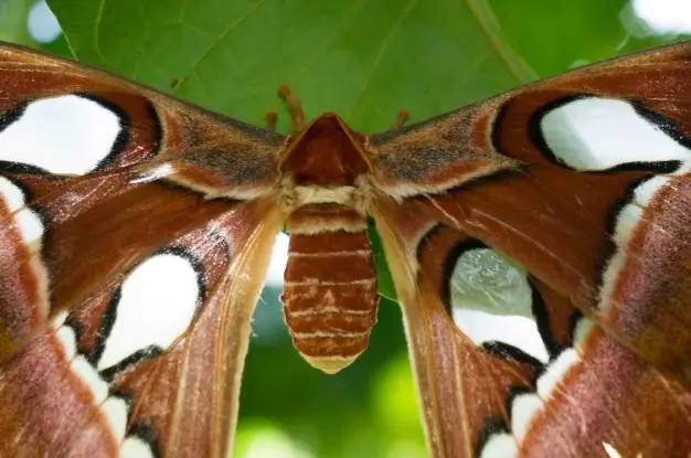Habitat da Mariposa Atlas