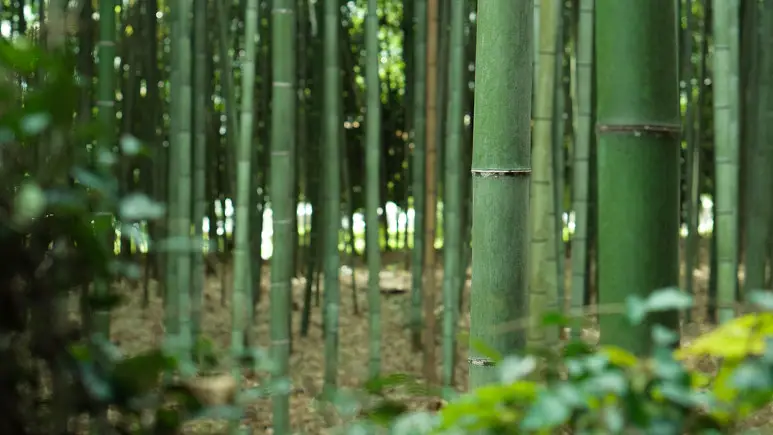 Habitat do Bambu