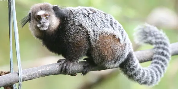 🐒 🌳 Sagui-Leãozinho ( pigmeu ) - O menor macaco do mundo da Amazônia o  sagui pigmeu 