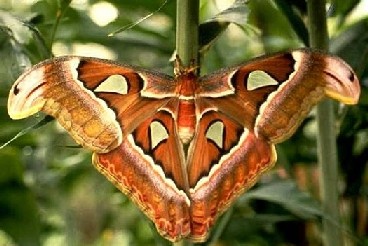 Hábitos da Mariposa Atlas