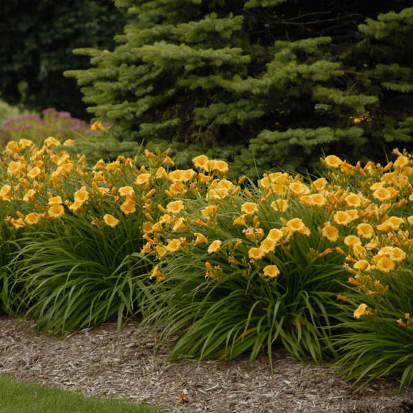 Hemerocallis no Canteiro