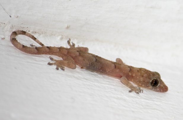 Hemidactylus Mabouia