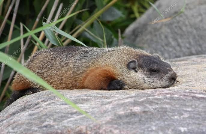 Hibernação da Marmota