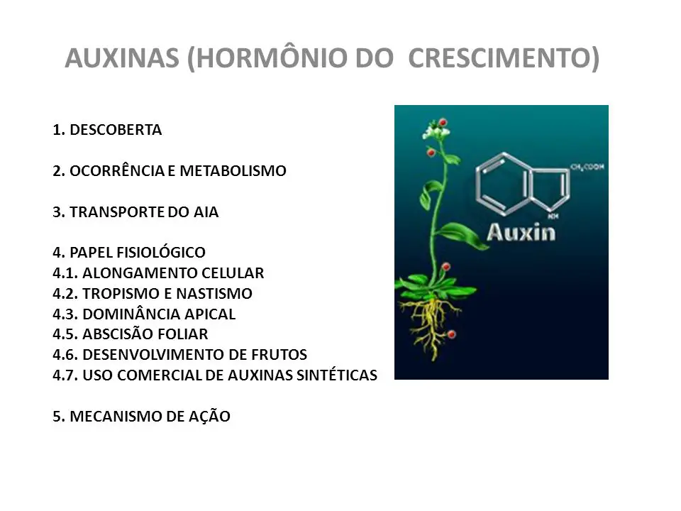 Hormônio Auxina