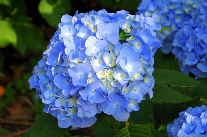 Como Deixar a Hortênsia Rosa? Como Deixar Azul?