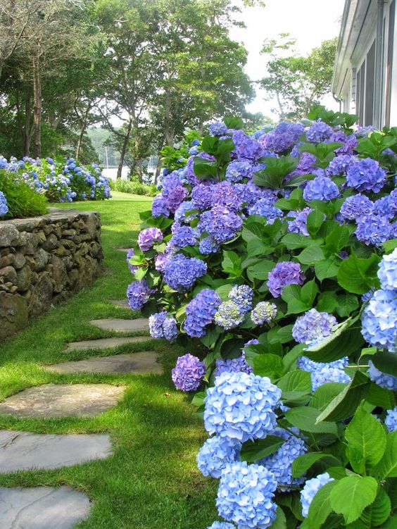 Hortênsias no Canteiro 