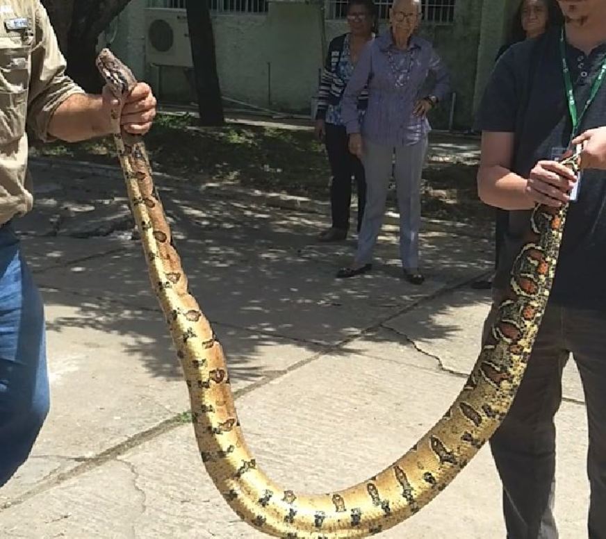 Humano e jiboia