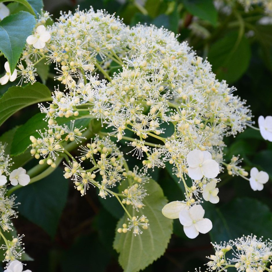 Hydrangea Anomala