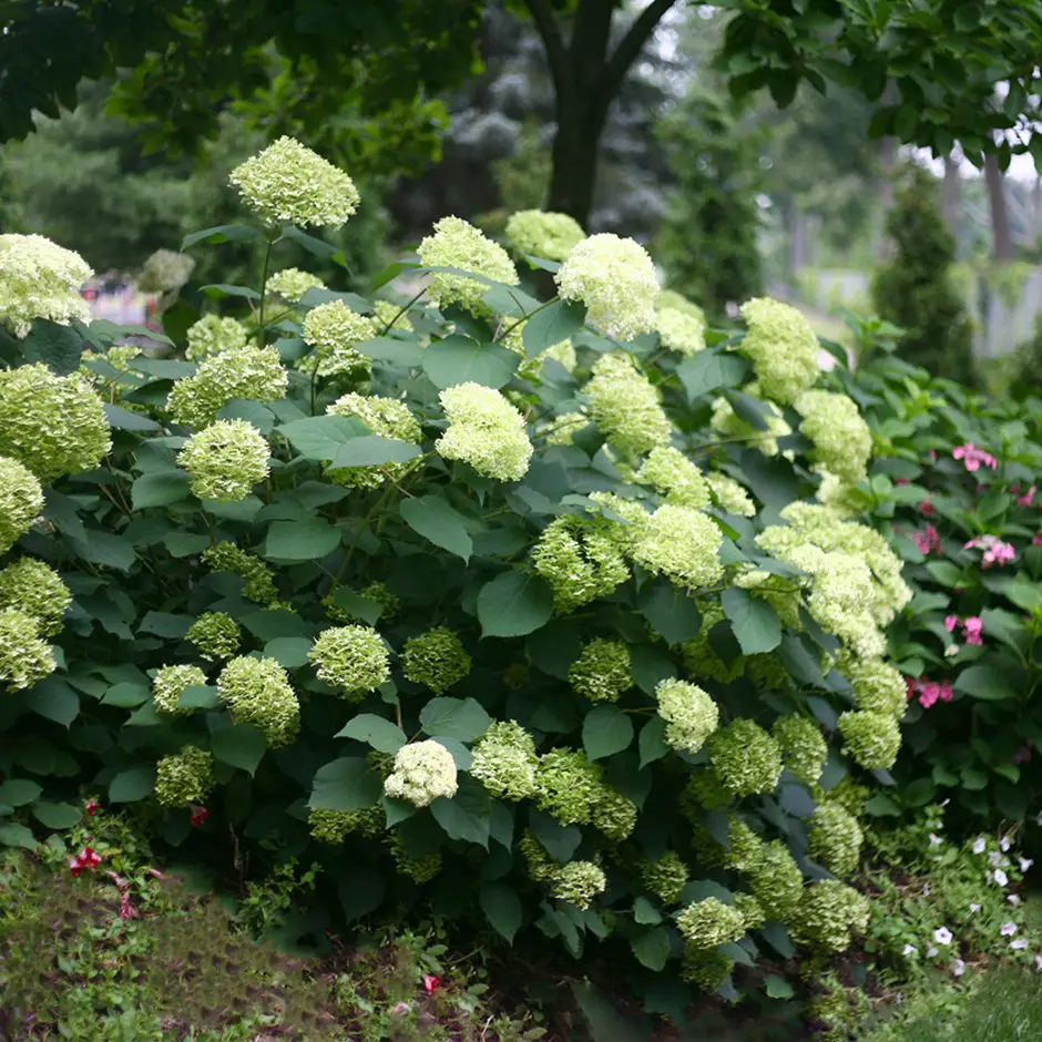 Hydrangea Arborescens
