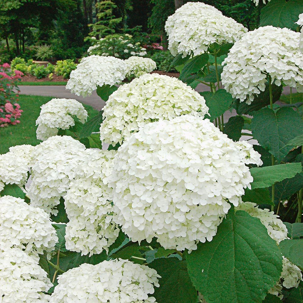 Hydrangea Arborescens