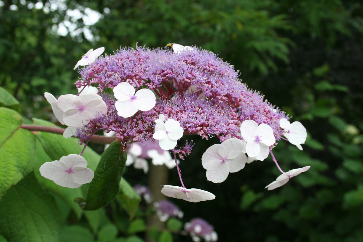 Hydrangea Aspera No Jardim 