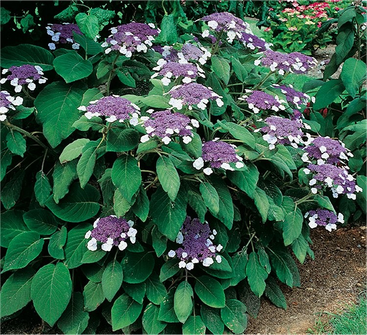 Hydrangea Aspera 