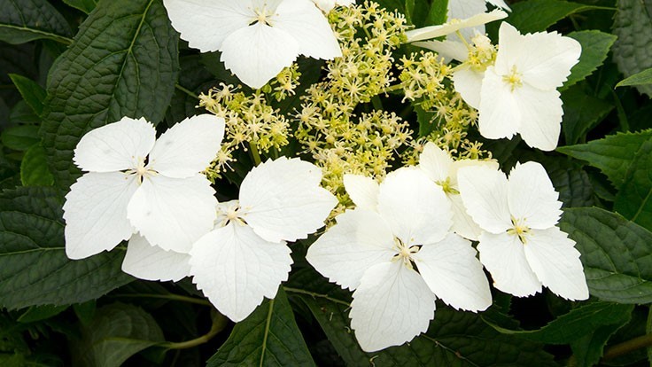 Hydrangea Chinensis Formosa