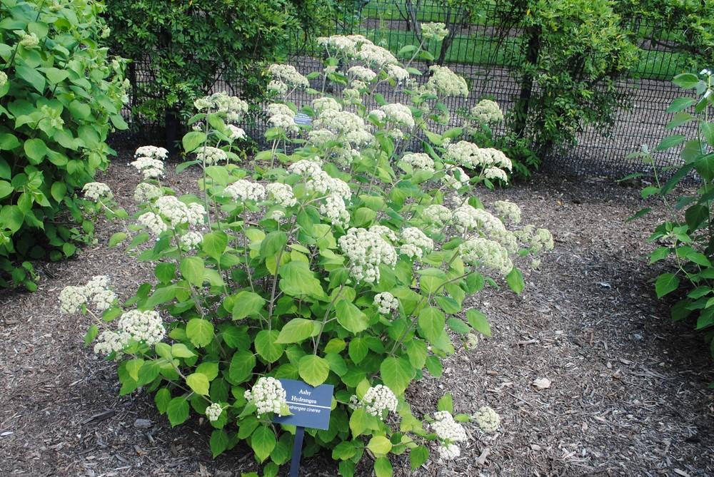 Hydrangea Cinerea