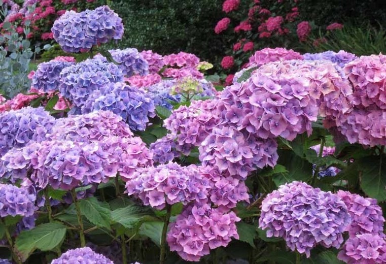 Hydrangea Macrophylla