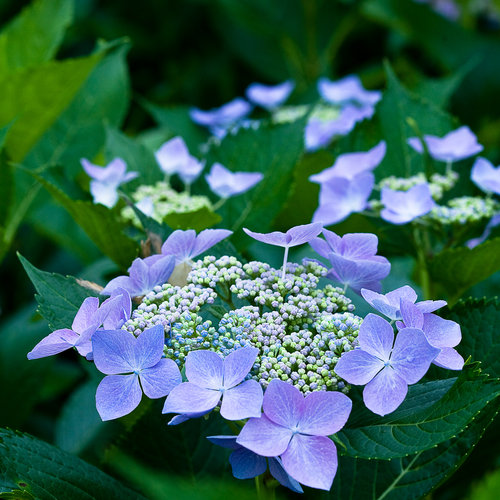 Hydrangea Macrophylla