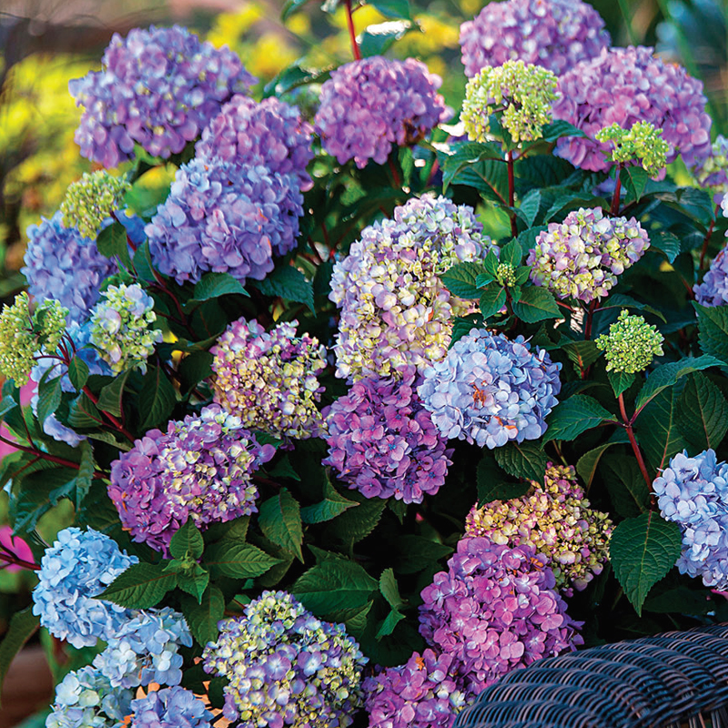 Hydrangea Macrophylla 