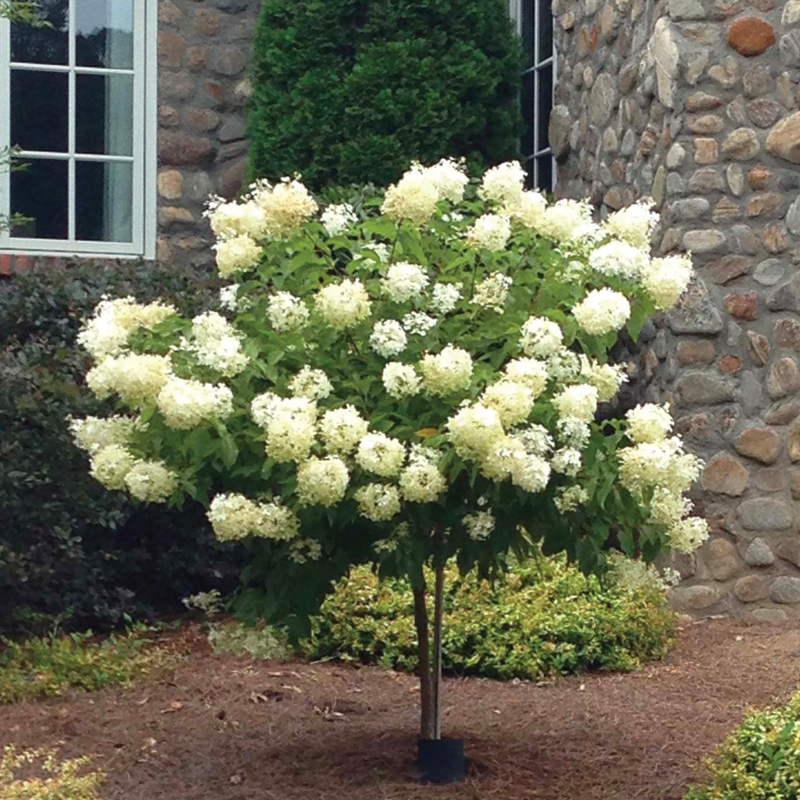 Hydrangea Paniculata