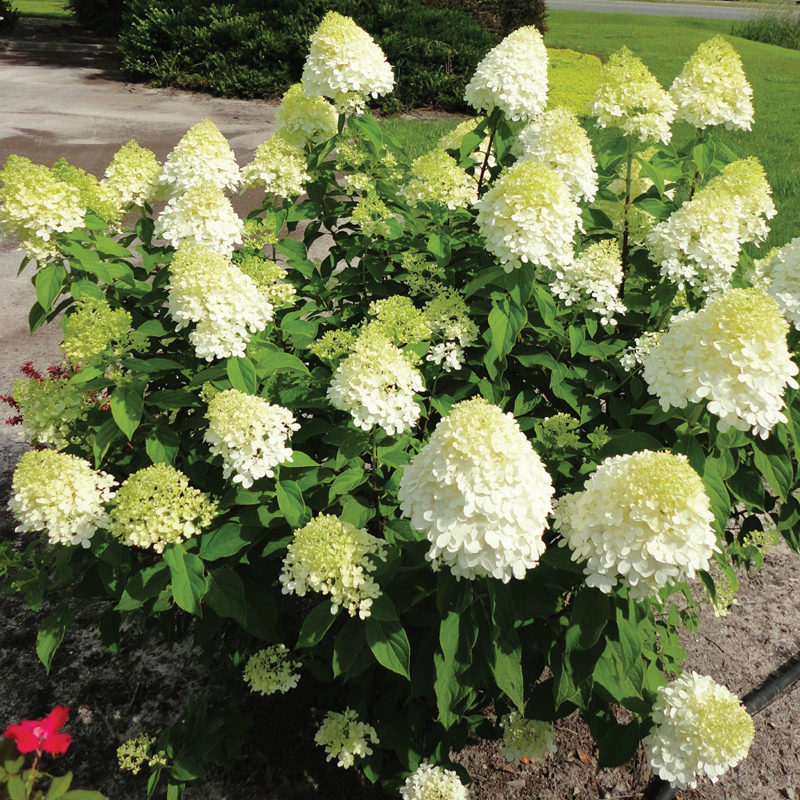 Hydrangea Paniculata