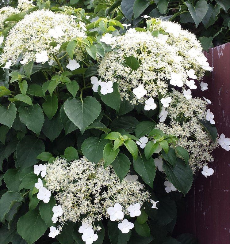 Hydrangea Petiolaris